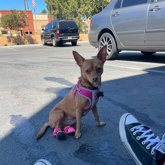 Meet your Posher, Janeth - Picture 1 of 1